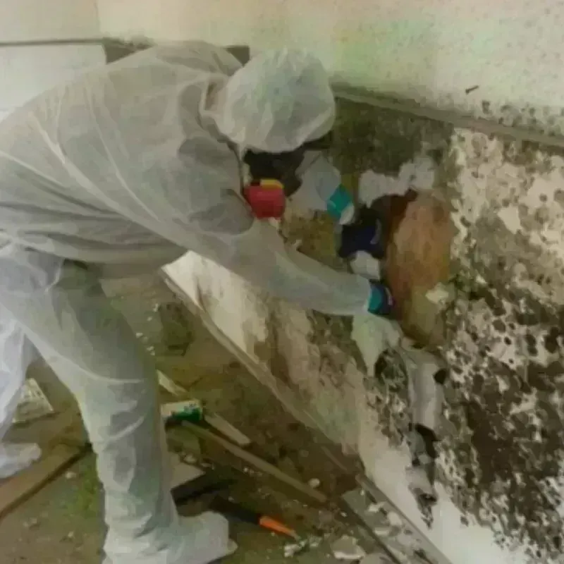 Mold Remediation and Removal in Scottsville, NY